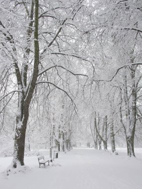 Bir ağacın yanındaki kar kaplı park bankında, kış manzarası. Kar yağışıweather condition.