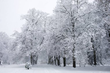 Karla kaplı ağaçlar. Kış manzarası, kar fırtınası.