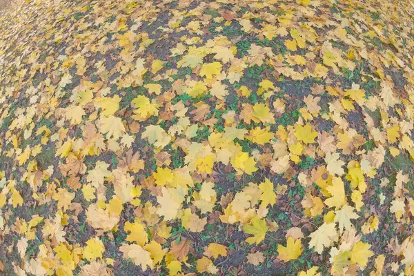 Желтые Кленовые Листья Земле Падение Осенней Листвы Качестве Фона Рыбный — стоковое фото