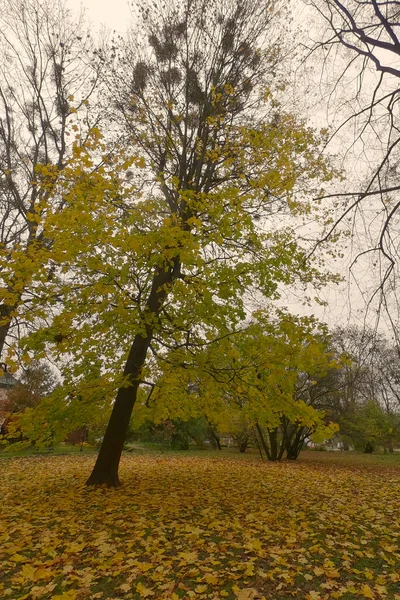 Клен Дерево Пожовклими Листям Міському Парку Восени Жовте Листя Землі — стокове фото