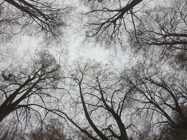 Branches Arbres Sur Fond Ciel Nuageux Automne Vue Bas — Photo