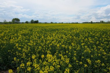 Mavi gökyüzünün altında çiçek açan kolza tohumu tarlası. Güneşli bir günde tarım arazisi. Biyoyakıt üretim tesisi.