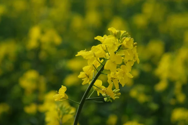 開花する菜の花の茎 クローズアップ 黄色の花 — ストック写真