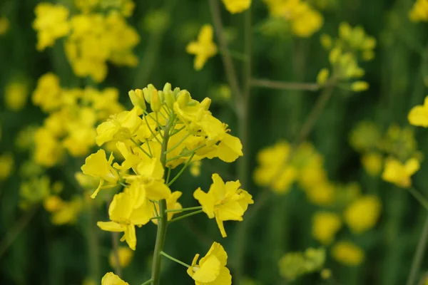開花する菜の花の茎 クローズアップ 黄色の花 — ストック写真