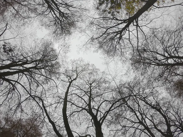 구름낀 하늘을 배경으로 나무들의 가지들 아래를 내려다볼 — 스톡 사진