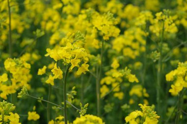Çiçek açan bir kolza tohumu sapı, yakın plan. Sarı çiçekler..