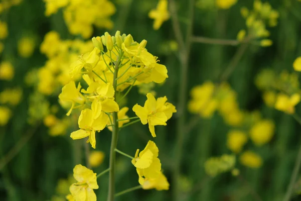 Stem Blooming Rapeseed Close Yellow Flowers — Stock Photo, Image