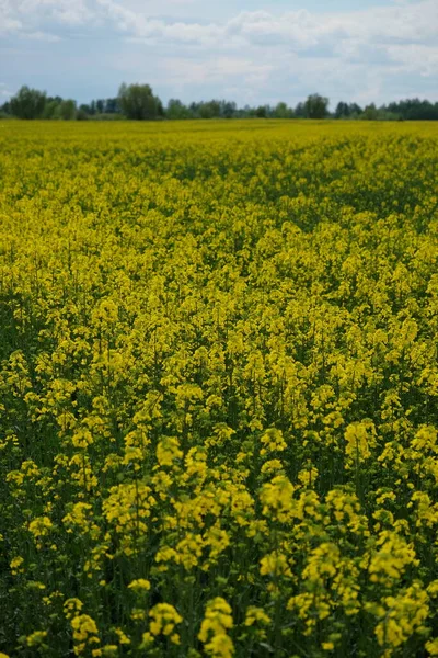 Campo Colza Floreciente Bajo Cielo Azul Tierras Agrícolas Día Soleado —  Fotos de Stock