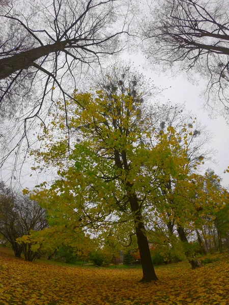 Árbol Arce Con Hojas Amarillentas Parque Ciudad Otoño Follaje Amarillo — Foto de Stock