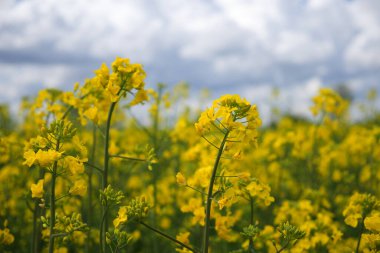 Güneşli bir günde mavi gökyüzünün arka planında açan kolza tohumu.