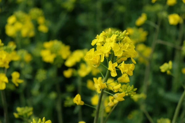 開花する菜の花の茎 クローズアップ 黄色の花 — ストック写真