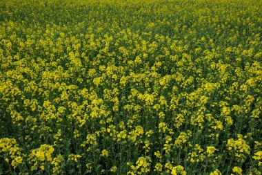 Tecavüz sahada çiçek açıyor, tam kare. Biyodizel üretimi için bitki.