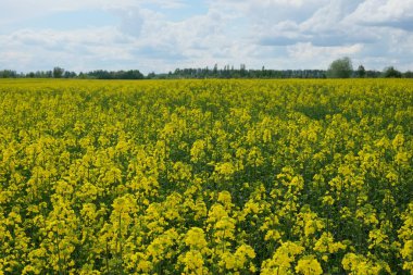Mavi gökyüzünün altında çiçek açan kolza tohumu tarlası. Güneşli bir günde tarım arazisi. Biyoyakıt üretim tesisi.