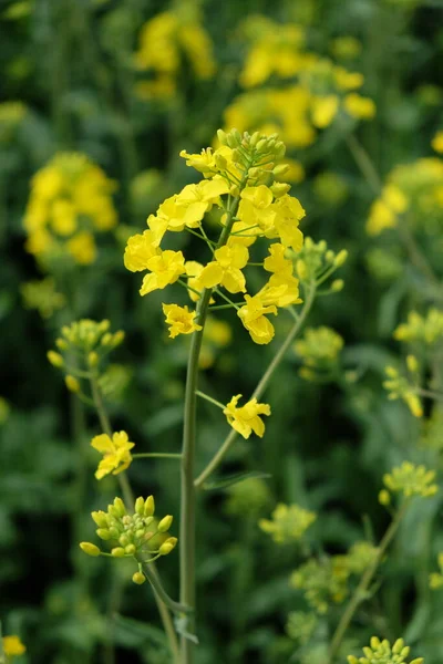 Tallo Una Colza Flor Cerca Flores Amarillas — Foto de Stock