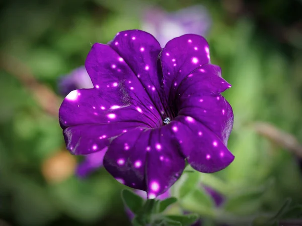 Fleur Pétunia Gros Plan Fleur Aux Pétales Panachés Couleur Semblable — Photo