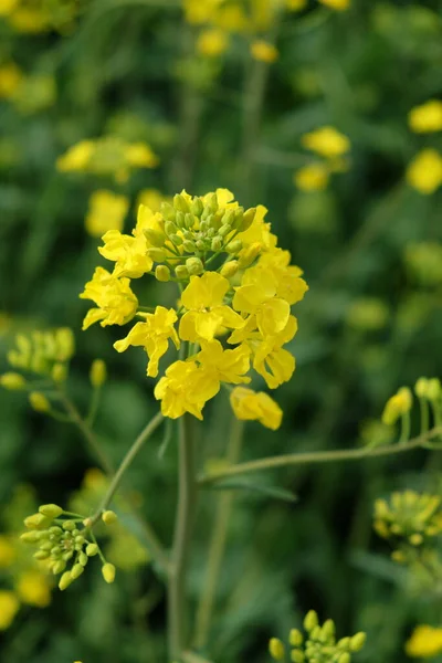 Tallo Una Colza Flor Cerca Flores Amarillas — Foto de Stock