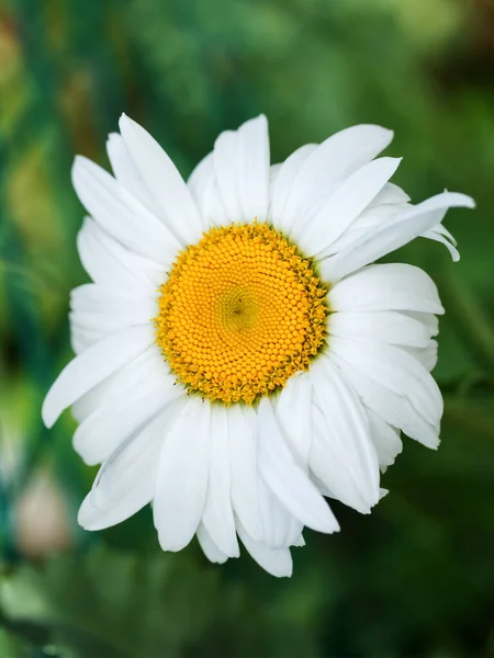 Λουλούδι Χαμομηλιού Κοντινό Χαμομήλι Χαμομήλι Είναι Κοινή Ονομασία Για Διάφορα — Φωτογραφία Αρχείου