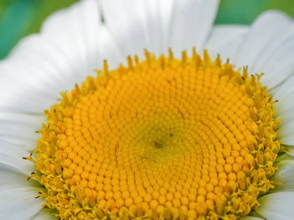 Λουλούδι Χαμομηλιού Κοντινό Χαμομήλι Χαμομήλι Είναι Κοινή Ονομασία Για Διάφορα — Φωτογραφία Αρχείου