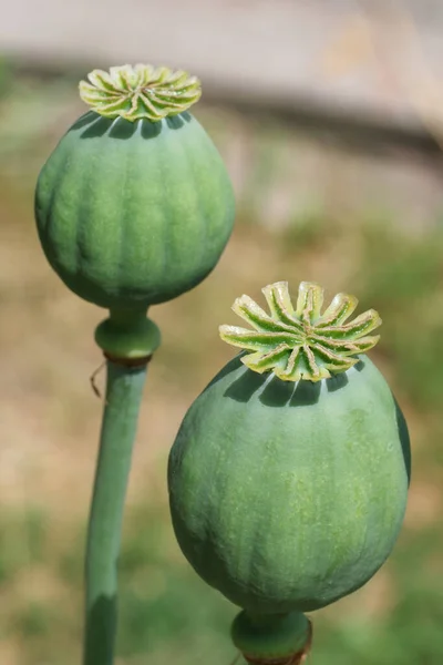 Opium Mákfej Közelkép Papaver Somniferum Közismert Nevén Ópiummák Vagy Kenyérmag — Stock Fotó