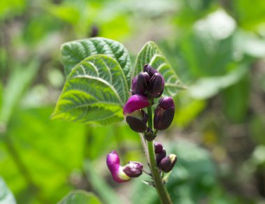 Kuşkonmaz çiçekleri, yakın plan. Kuşkonmaz, ya da bahçe kuşkonmazı, halk adı serçe otu, bilimsel adı kuşkonmaz nikahı.