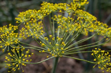 Dill (Anethum Graveolens), Apiaceae familyasından bir bitki türü. Anethum cinsindeki tek türdür. Dill çiçekleri, yakın plan..