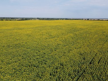 Mavi gökyüzünün altında, gökyüzü manzaralı bir ayçiçeği tarlası. Sıcak bir yaz gününde bir çiftlik arazisi, manzara..