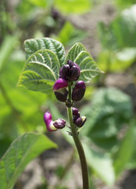 Kuşkonmaz çiçekleri, yakın plan. Kuşkonmaz, ya da bahçe kuşkonmazı, halk adı serçe otu, bilimsel adı kuşkonmaz nikahı.