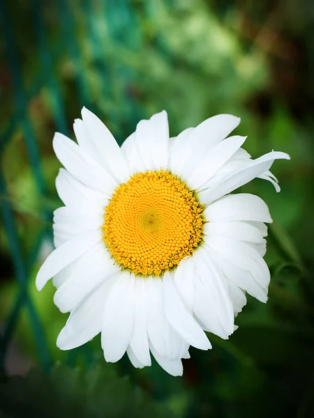 Heřmánkový Květ Detailní Záběr Heřmánek Nebo Heřmánek Běžný Název Pro — Stock fotografie