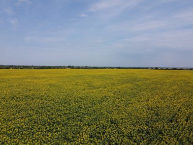 Mavi gökyüzünün altında, gökyüzü manzaralı bir ayçiçeği tarlası. Sıcak bir yaz gününde bir çiftlik arazisi, manzara..