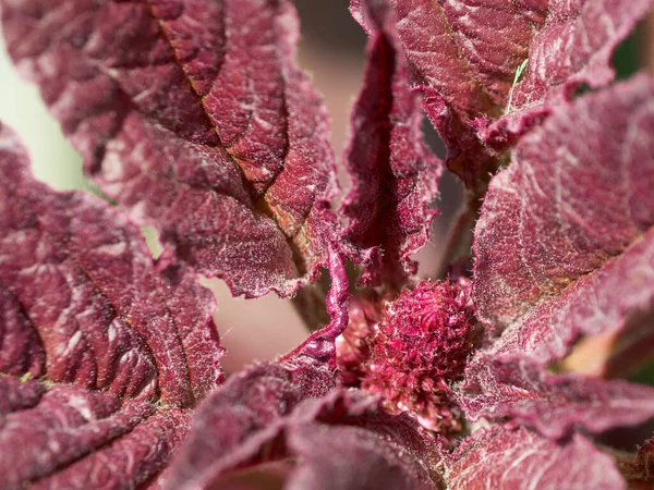 Amaranth Plant Close Plant Crimson Leaves — Stock Photo, Image
