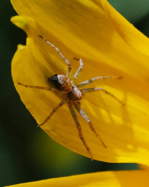 Uma Pequena Aranha Numa Pétala Flor Amarela Macrofoto — Fotografia de Stock