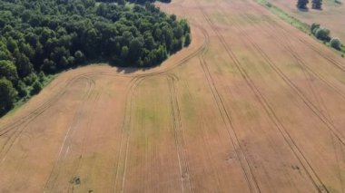 Yeşil sık bir ormanın yakınındaki tahıl tarlası, üst manzara, arka plan.