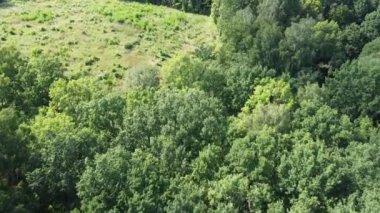 Ormanın ortasındaki kereste sahası, manzarası, manzarası. Ağaçların üzerinden uç..