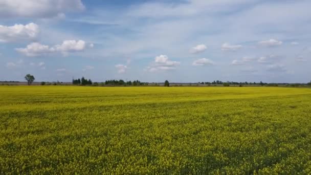 Volando Sobre Campos Colza Amarilla Soleado Día Verano Paisaje Agrícola — Vídeo de stock