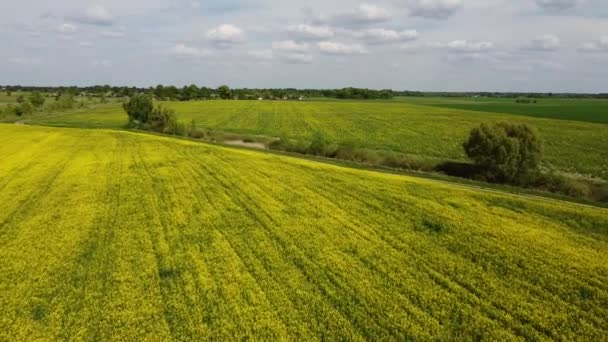Voando Sobre Campo Colza Amarelo Campos Agrícolas Nos Arredores Uma — Vídeo de Stock