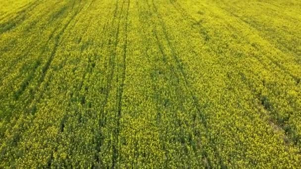 Kuning Rapeseed Field Pandangan Atas Tanaman Benih Pemeras Berbunga Bingkai — Stok Video