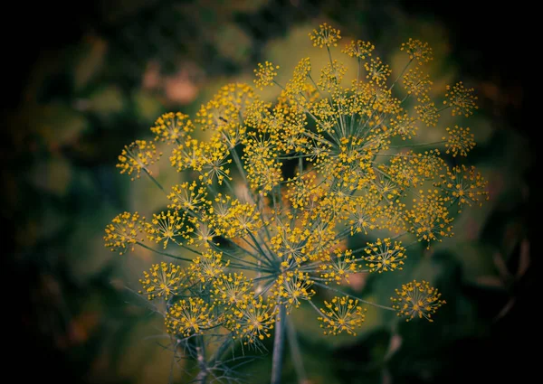 Dill Anethum Graveolens Adalah Sebuah Tumbuhan Herbal Tahunan Dalam Keluarga — Stok Foto