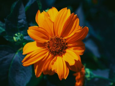 Tek bir dağ arnikası çiçeği, yakın plan. Arnica, dağ tütünü, leopar felaketi ve kurtboğan adıyla da bilinir..