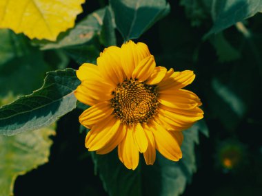 Tek bir dağ arnikası çiçeği, yakın plan. Arnica, dağ tütünü, leopar felaketi ve kurtboğan adıyla da bilinir..