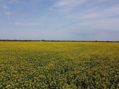 Mavi gökyüzünün altında, gökyüzü manzaralı bir ayçiçeği tarlası. Sıcak bir yaz gününde bir çiftlik arazisi, manzara..