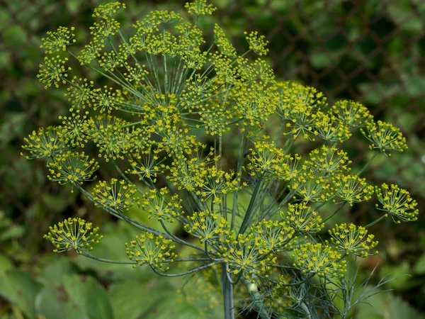 ディル Anthum Graveolens セロリ科の年間ハーブです アネトゥム属で唯一の種である 枯れ花クローズアップ — ストック写真