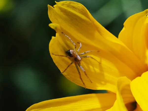 Uma Pequena Aranha Numa Pétala Flor Amarela Macrofoto — Fotografia de Stock