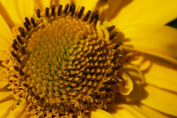 Centre Jaune Une Fleur Gros Plan Bourgeon Fleur Arnica — Photo