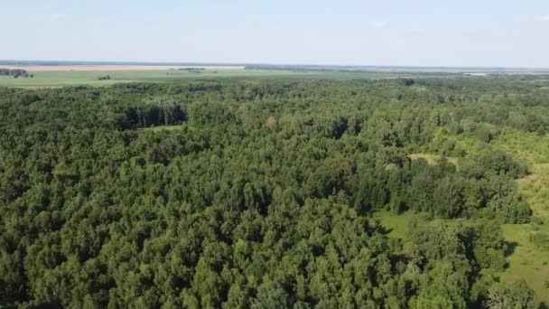 Lövskog Europa Solig Sommardag Landskap Från Fågelperspektiv — Stockvideo