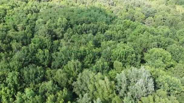 Survolez Cime Des Arbres Forêt Décidue Vue Aérienne Nature — Video