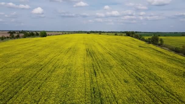 Überfliegen Gelber Rapsfelder Einem Sonnigen Sommertag Agrarlandschaft Blauer Himmel Über — Stockvideo