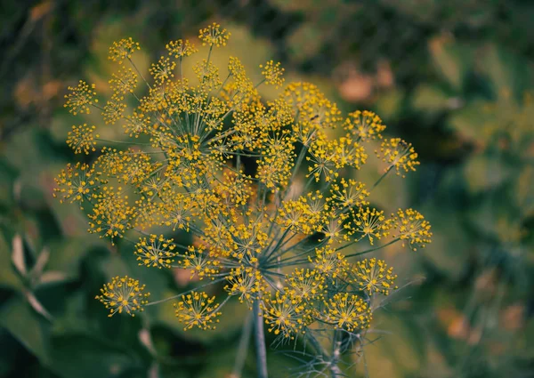 Koperek Anethum Graveolens Jest Corocznym Ziołem Rodziny Selerów Apiaceae Jest — Zdjęcie stockowe