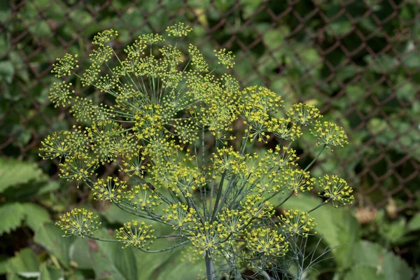 ディル Anthum Graveolens セロリ科の年間ハーブです アネトゥム属で唯一の種である 枯れ花クローズアップ — ストック写真