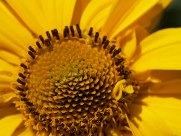 Žlutý Střed Květiny Zblízka Arnica Květinový Pupen — Stock fotografie