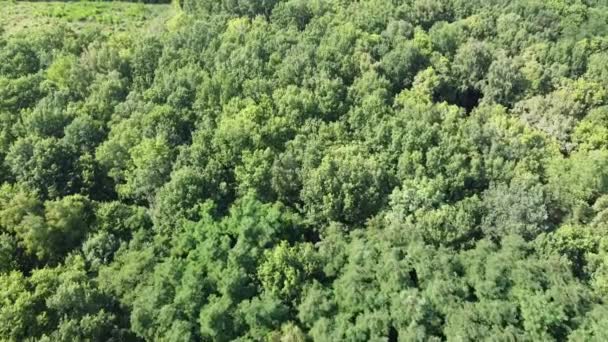 Vuela Sobre Las Copas Los Árboles Vista Aérea Del Bosque — Vídeo de stock